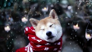 dog-under-snow-wallpaper